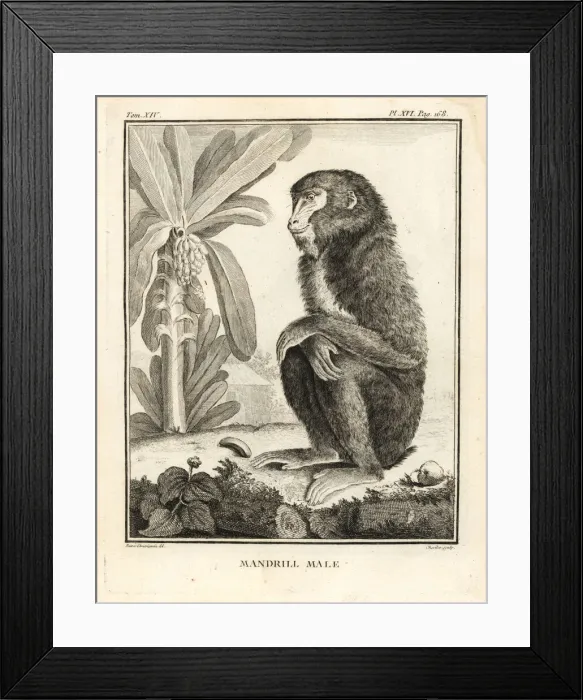 Framed Print : Mandrill, Mandrillus sphinx. Male Framed Print : Mandrill, Mandrillus sphinx. Male