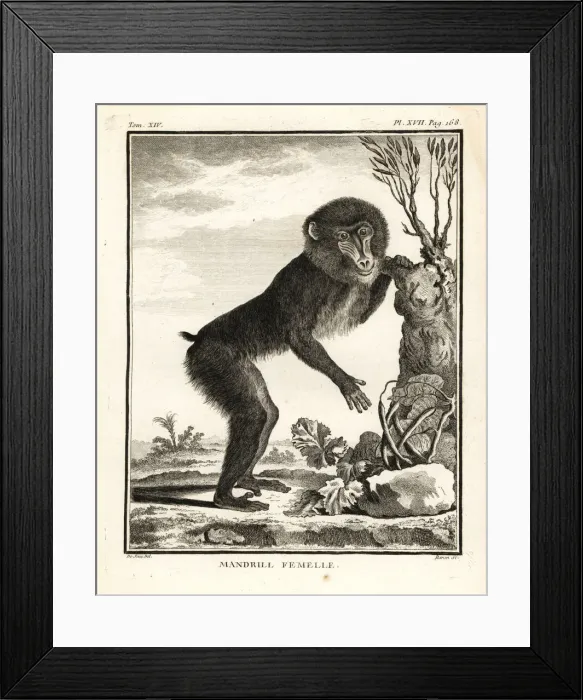 Framed Print : Mandrill, Mandrillus sphinx. Female Framed Print : Mandrill, Mandrillus sphinx. Female