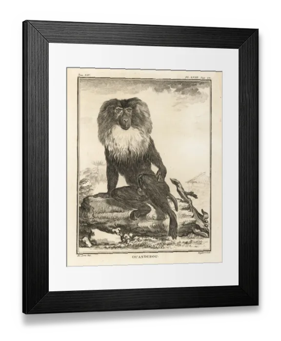 Framed Print : Lion-tailed macaque or wanderoo, Macaca silenus. Endandered Framed Print : Lion-tailed macaque or wanderoo, Macaca silenus. Endandered