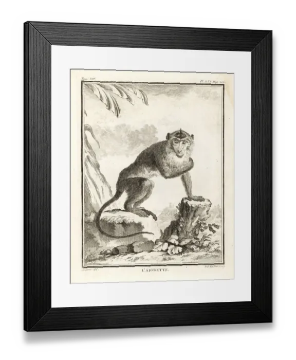 Framed Print : Crab-eating macaque or egret, Macaca fascicularis Framed Print : Crab-eating macaque or egret, Macaca fascicularis