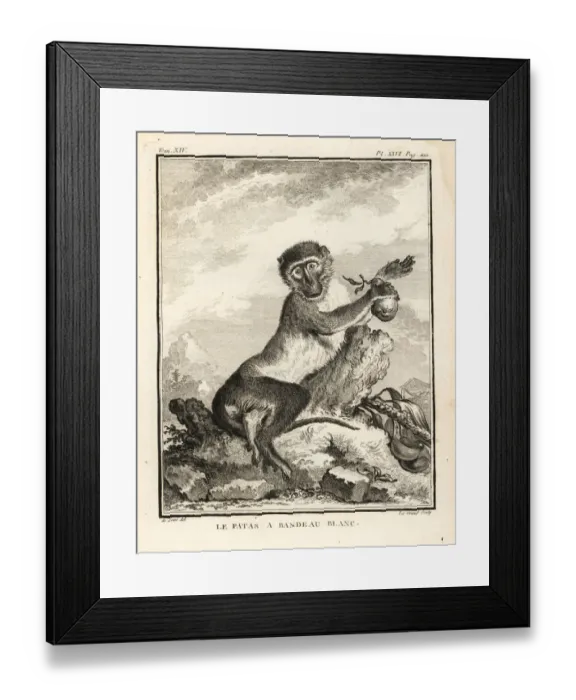 Framed Print : Patas monkey, Erythrocebus patas Framed Print : Patas monkey, Erythrocebus patas