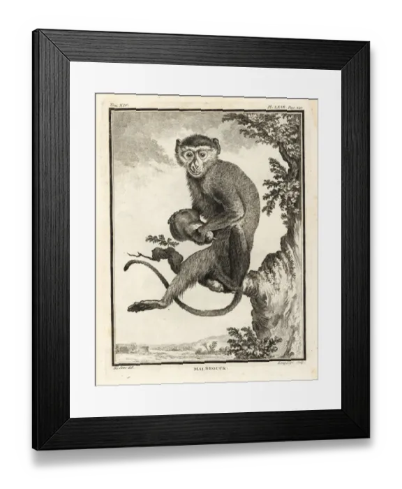 Framed Print : Malbrouck, Chlorocebus cynosuros Framed Print : Malbrouck, Chlorocebus cynosuros