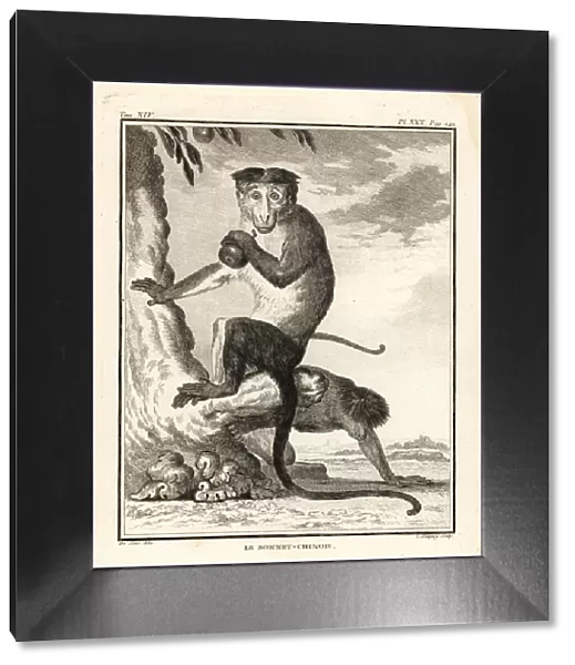 Bonnet macaque, Macaca radiata