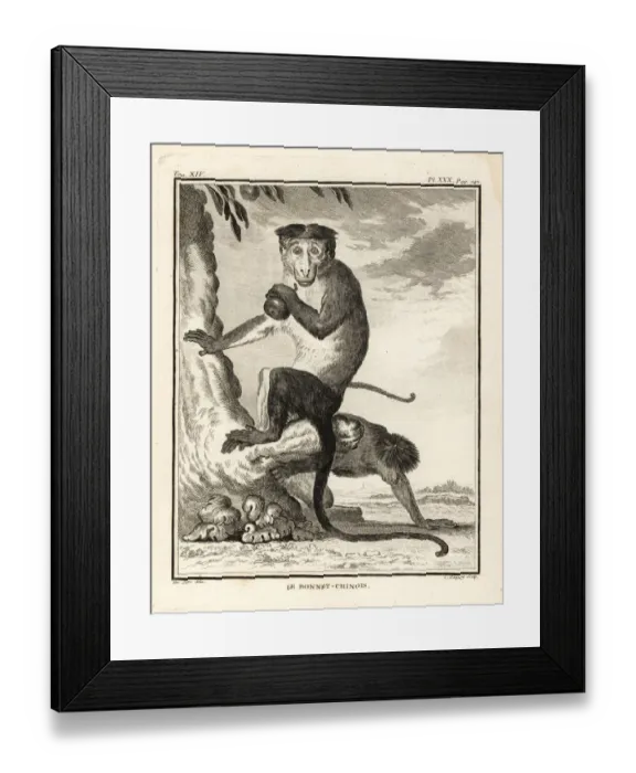 Framed Print : Bonnet macaque, Macaca radiata Framed Print : Bonnet macaque, Macaca radiata