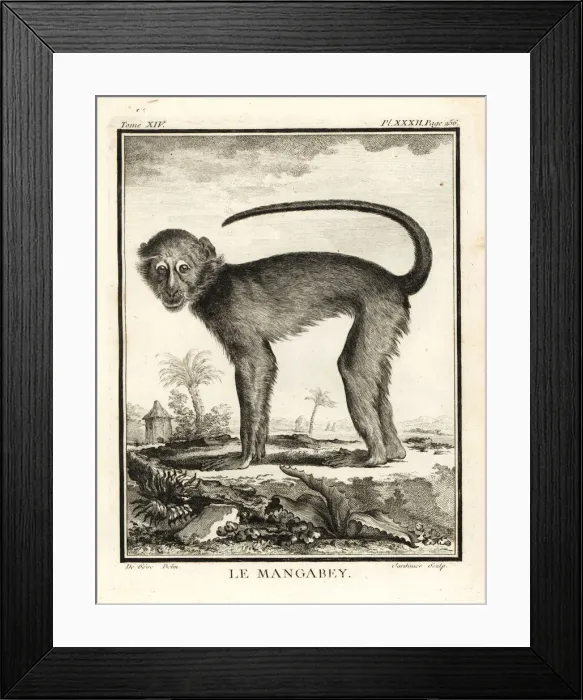 Framed Print : Mangabey species, Cercocebus species Framed Print : Mangabey species, Cercocebus species