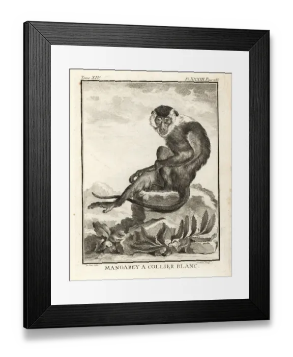 Framed Print : Sooty mangabey, Cercocebus atys Framed Print : Sooty mangabey, Cercocebus atys