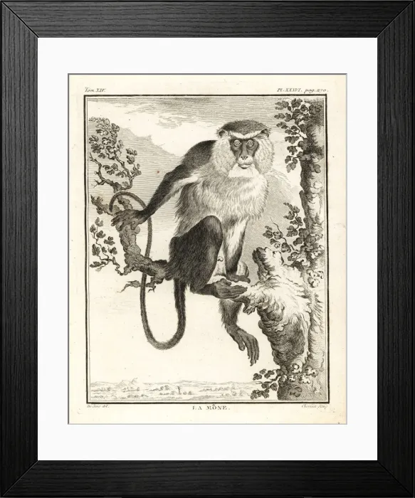 Framed Print : Mona monkey, Cercopithecus mona Framed Print : Mona monkey, Cercopithecus mona