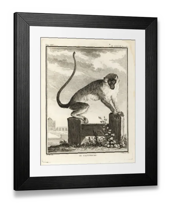 Framed Print : Grivet, Chlorocebus aethiops Framed Print : Grivet, Chlorocebus aethiops
