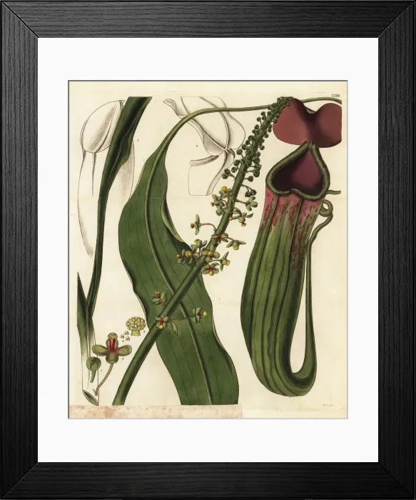 Framed Print : Male pitcher plant, Nepenthes distillatoria mas Framed Print : Male pitcher plant, Nepenthes distillatoria mas