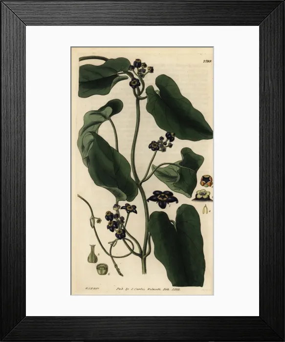Framed Print : Black flowered gonolobus, Gonolobus niger Framed Print : Black flowered gonolobus, Gonolobus niger