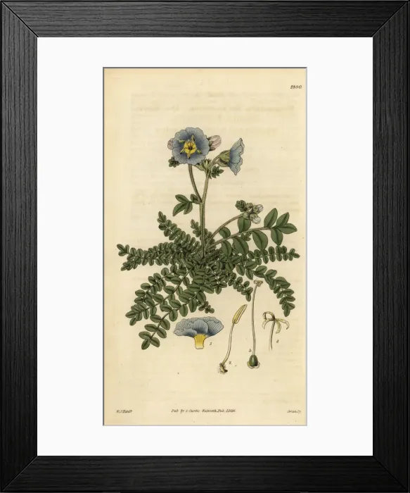 Framed Print : Dr. Richardsons polemonium, Polemonium richardsonii Framed Print : Dr. Richardsons polemonium, Polemonium richardsonii