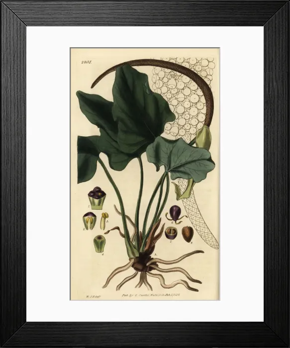 Framed Print : Anthurium macrophyllum Framed Print : Anthurium macrophyllum