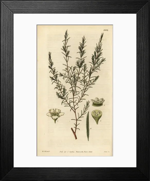 Framed Print : Baeckea frutescens Framed Print : Baeckea frutescens