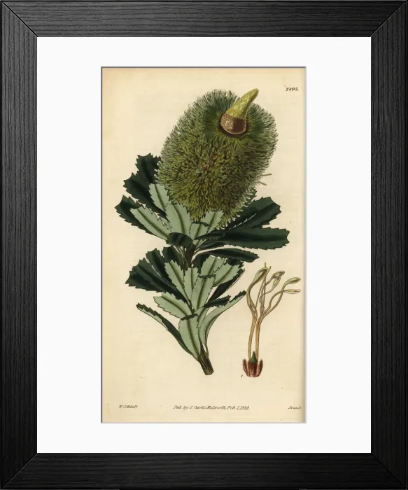 Framed Print : Cut-leaf banksia, Banksia praemorsa Framed Print : Cut-leaf banksia, Banksia praemorsa