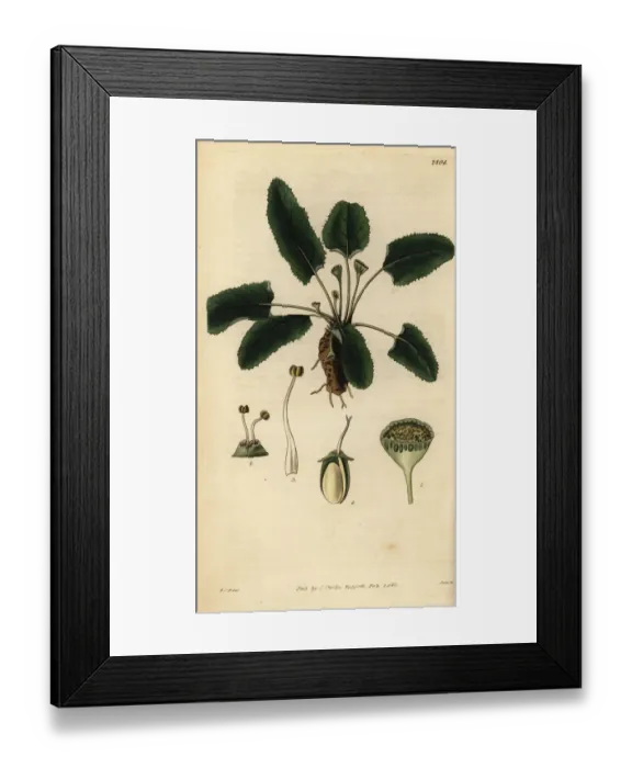 Framed Print : Dorstenia brasiliensis Framed Print : Dorstenia brasiliensis