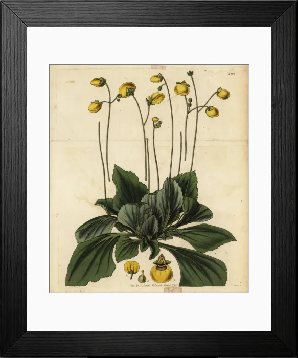 Framed Print : Slipperwort, Calceolaria biflora Framed Print : Slipperwort, Calceolaria biflora