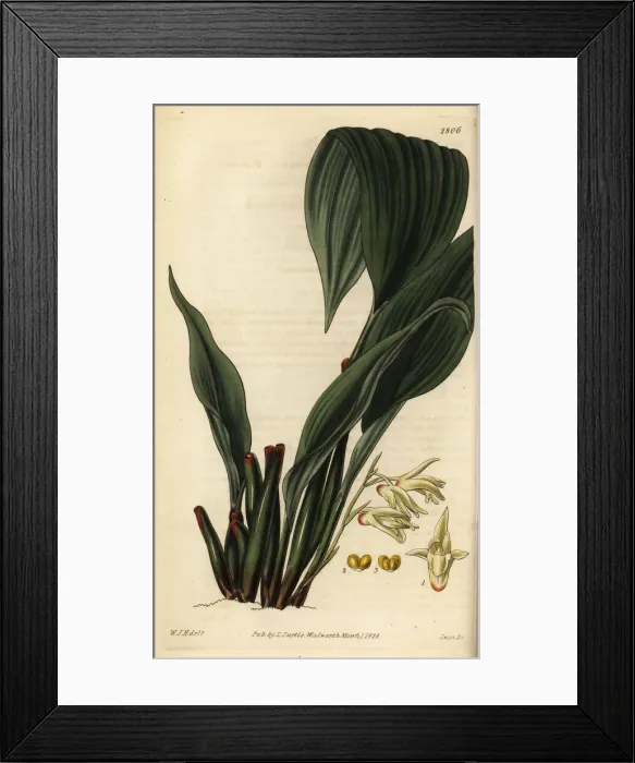 Framed Print : Pale xylobium orchid, Xylobium pallidiflorum Framed Print : Pale xylobium orchid, Xylobium pallidiflorum
