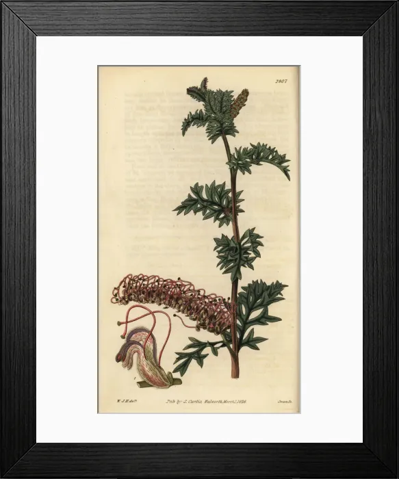 Framed Print : Acanthus-leaved grevillea, Grevillea acanthifolia Framed Print : Acanthus-leaved grevillea, Grevillea acanthifolia