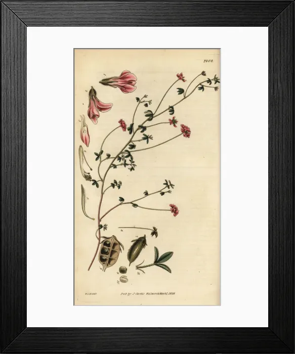 Framed Print : Small-leaved lotus, Lotus microphyllus Framed Print : Small-leaved lotus, Lotus microphyllus