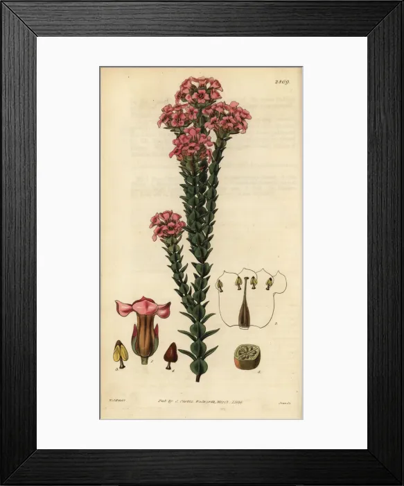 Framed Print : Imbricated penaea, Penaea imbricata Framed Print : Imbricated penaea, Penaea imbricata