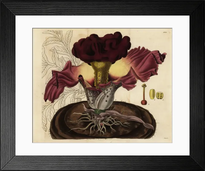 Framed Print : Elephant foot yam, Amorphophallus paeoniifolius Framed Print : Elephant foot yam, Amorphophallus paeoniifolius