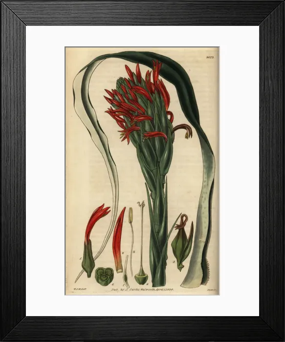 Framed Print : Pitcairnia bifrons Framed Print : Pitcairnia bifrons