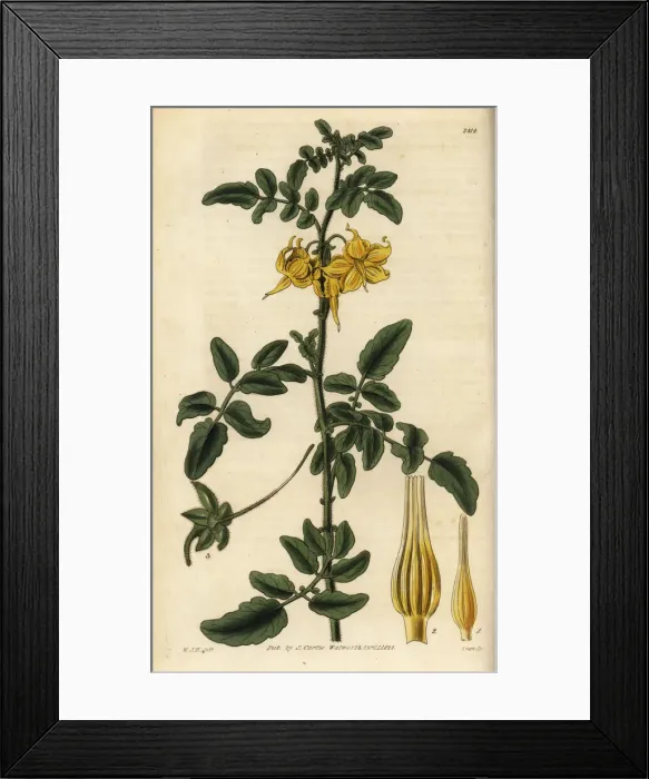 Framed Print : Wild tomato, Solanum peruvianum Framed Print : Wild tomato, Solanum peruvianum