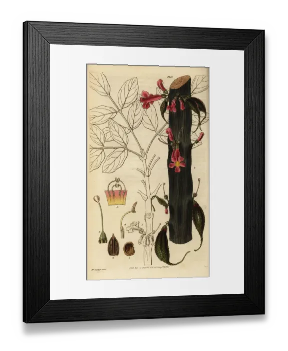 Framed Print : Colea colei (endangered) Framed Print : Colea colei (endangered)