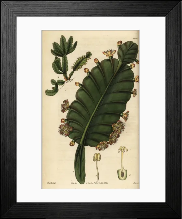 Framed Print : Rhipsalis pachyptera Framed Print : Rhipsalis pachyptera
