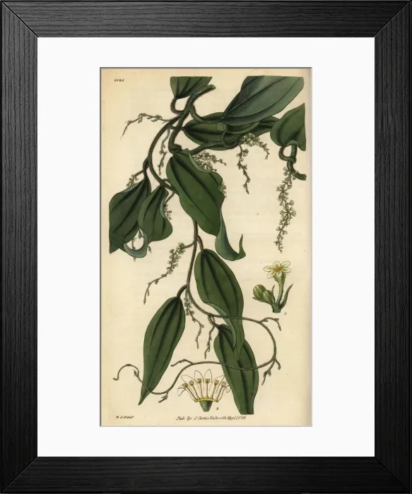 Framed Print : Yam or cinnamon-leaved dioscorea, Dioscorea cinnamonifolia Framed Print : Yam or cinnamon-leaved dioscorea, Dioscorea cinnamonifolia