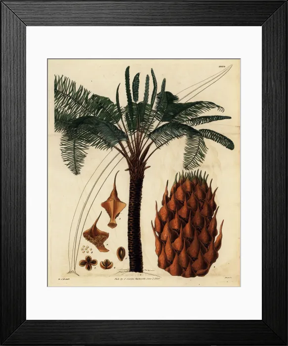 Framed Print : Queen sago or broad-leaved cycas, Cycas circinalis Framed Print : Queen sago or broad-leaved cycas, Cycas circinalis