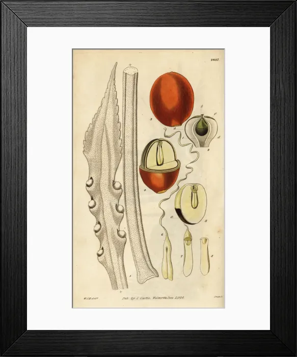 Framed Print : Queen sago or broad-leaved cycas, Cycas circinalis Framed Print : Queen sago or broad-leaved cycas, Cycas circinalis