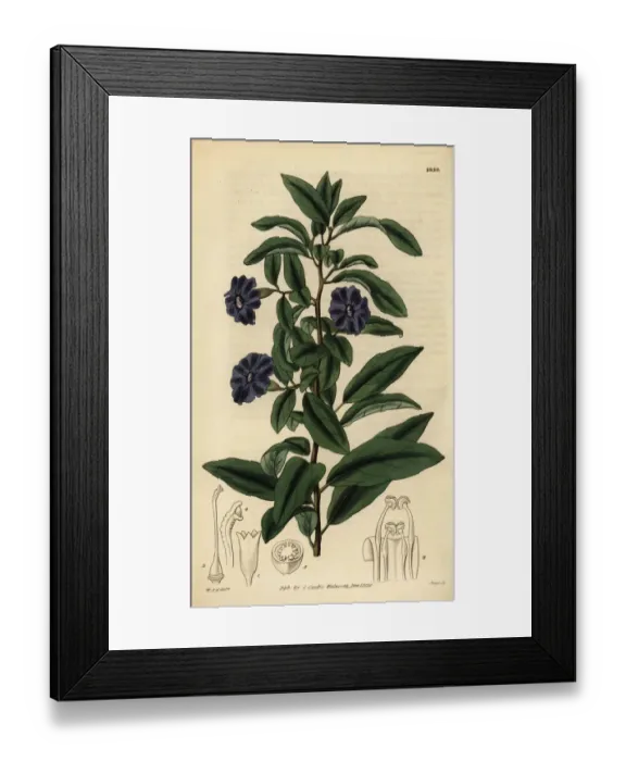 Framed Print : Manaca, Brunfelsia uniflora Framed Print : Manaca, Brunfelsia uniflora