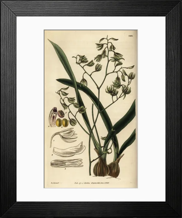 Framed Print : Green-flowered encyclia orchid, Encyclia viridiflora Framed Print : Green-flowered encyclia orchid, Encyclia viridiflora
