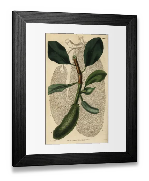 Framed Print : Cempedak, Artocarpus integer Framed Print : Cempedak, Artocarpus integer