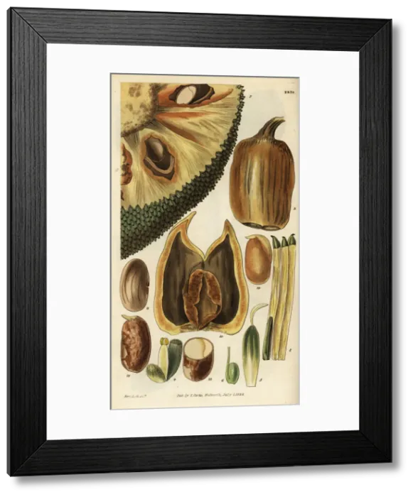 Framed Print : Cempedak, Artocarpus integer Framed Print : Cempedak, Artocarpus integer