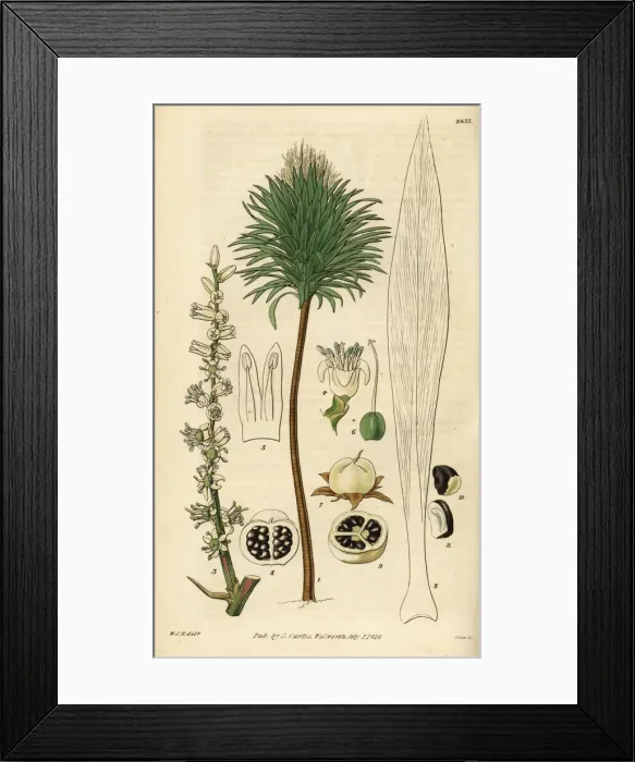 Framed Print : Cabbage palm, Cordyline australis Framed Print : Cabbage palm, Cordyline australis