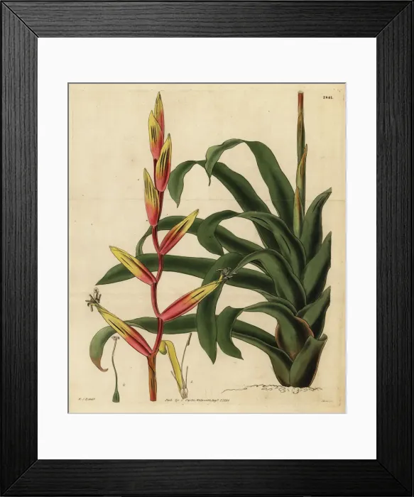 Framed Print : Vriesea psittacina Framed Print : Vriesea psittacina