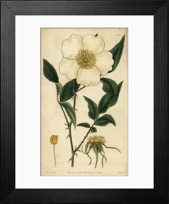 Framed Print : Three-leaved Chinese rose, Rosa sinica Framed Print : Three-leaved Chinese rose, Rosa sinica