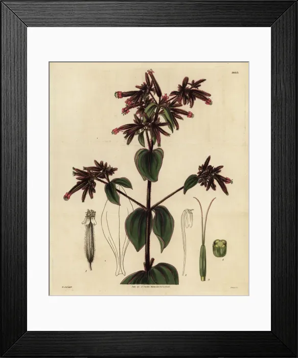 Framed Print : Clammy-stalked soapwort, Saponaria glutinosa Framed Print : Clammy-stalked soapwort, Saponaria glutinosa