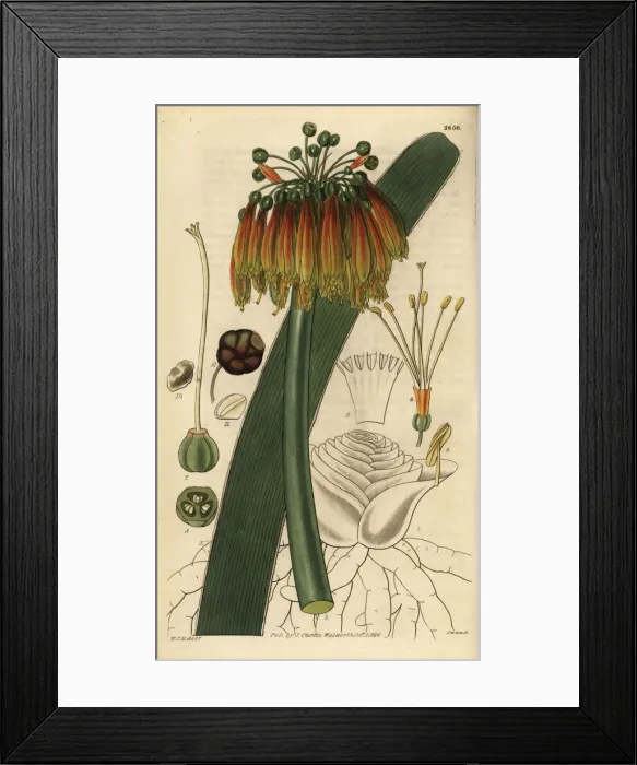 Framed Print : Green-tip forest lily, Clivia nobilis Framed Print : Green-tip forest lily, Clivia nobilis