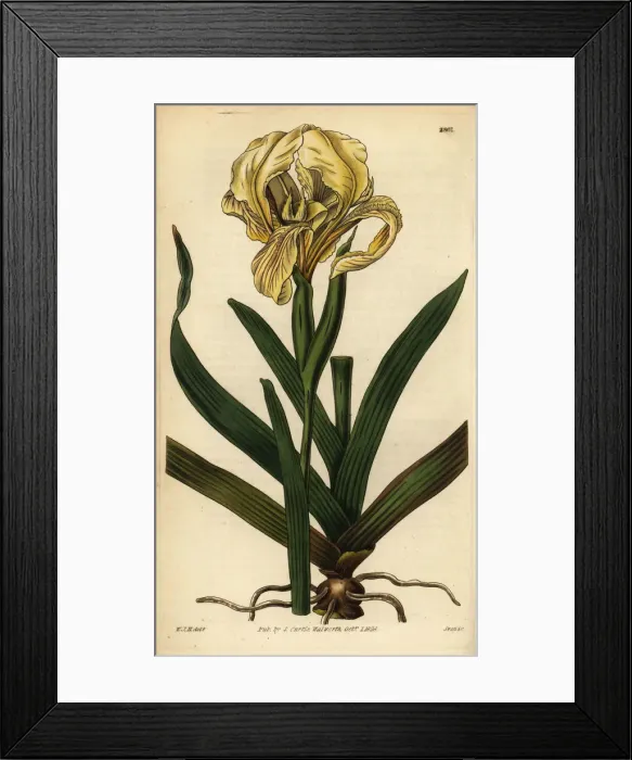Framed Print : Pale yellow iris, Iris lutescens Framed Print : Pale yellow iris, Iris lutescens