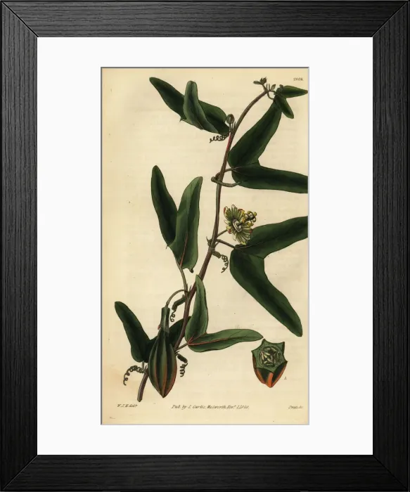 Framed Print : Red granadilla, Passiflora capsularis Framed Print : Red granadilla, Passiflora capsularis