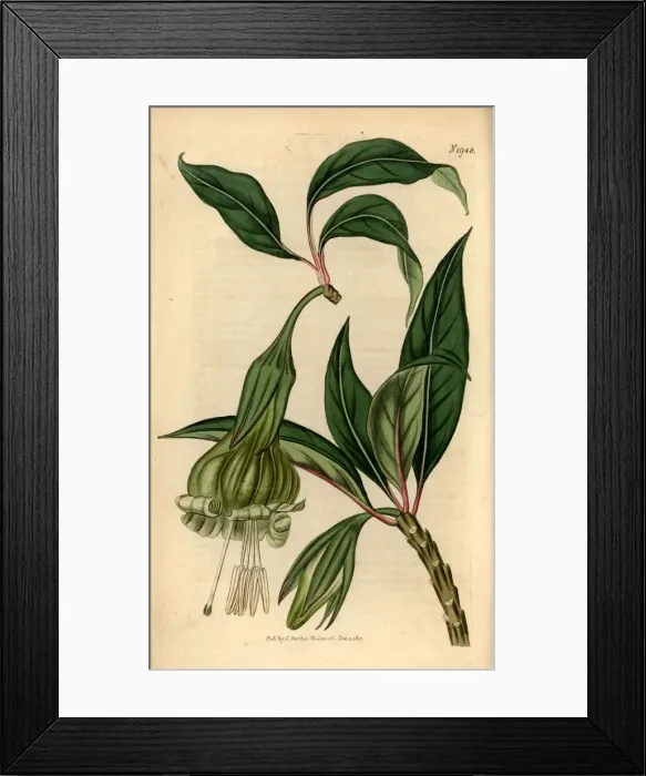 Framed Print : Markea viridiflora Framed Print : Markea viridiflora