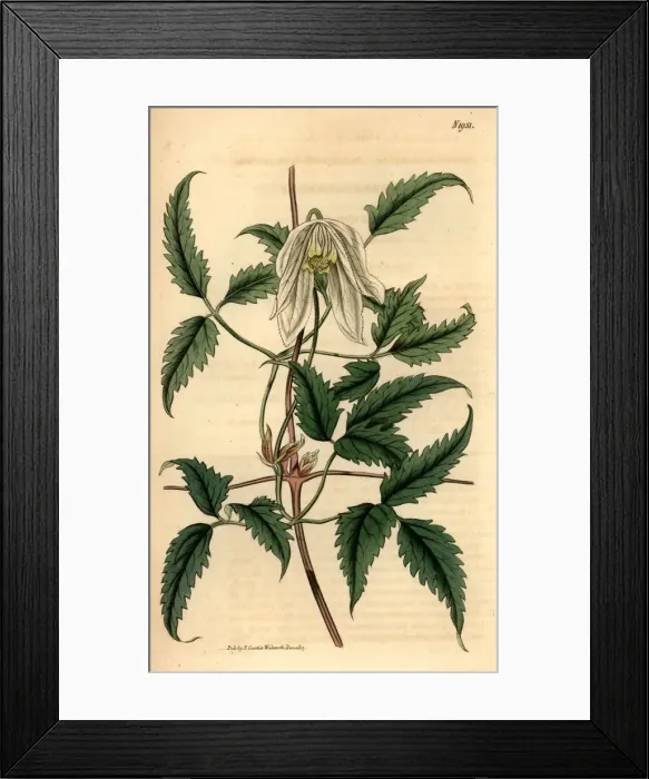 Framed Print : Alpine clematis, Clematis alpina Framed Print : Alpine clematis, Clematis alpina