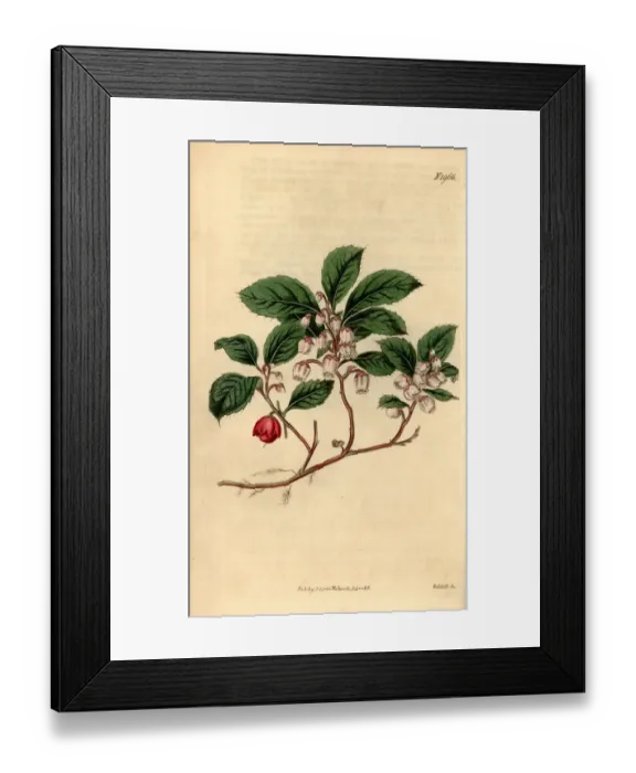 Framed Print : Eastern teaberry, Gaultheria procumbens Framed Print : Eastern teaberry, Gaultheria procumbens