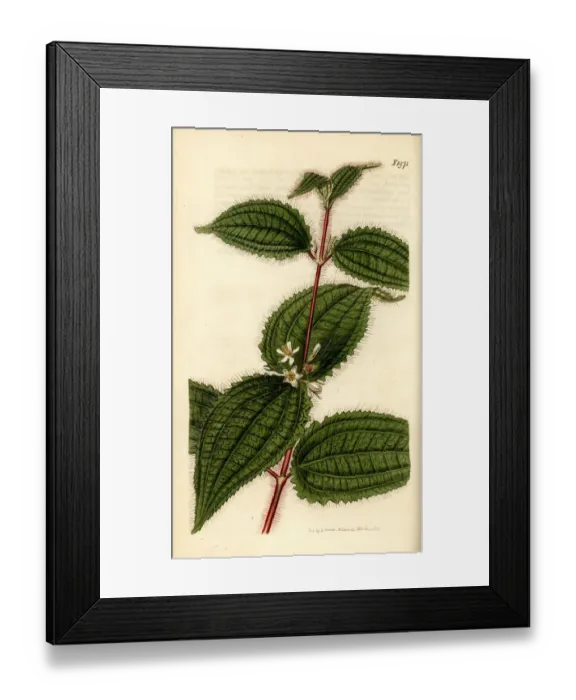 Framed Print : Soapbush or Kosters curse, Clidemia hirta Framed Print : Soapbush or Kosters curse, Clidemia hirta