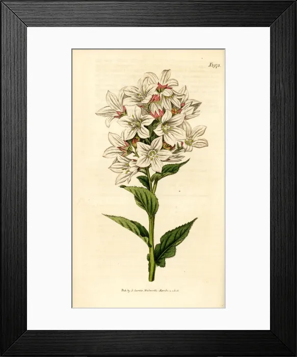 Framed Print : Milky bellflower, Campanula lactiflora Framed Print : Milky bellflower, Campanula lactiflora