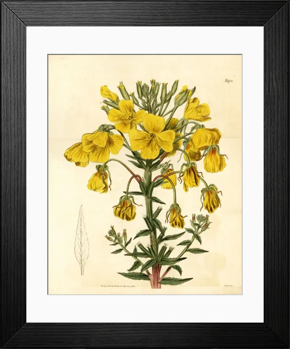 Framed Print : Evening primrose or suncup, Oenothera corymbosa Framed Print : Evening primrose or suncup, Oenothera corymbosa