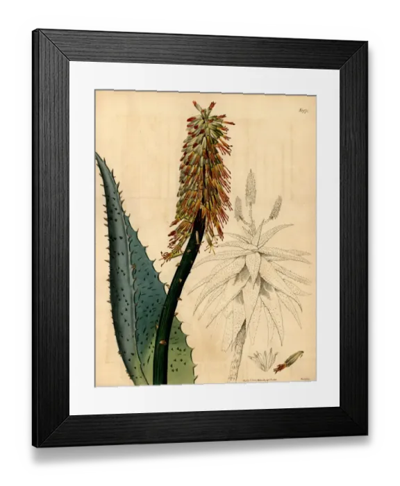 Framed Print : Cape aloe, Aloe ferox Framed Print : Cape aloe, Aloe ferox